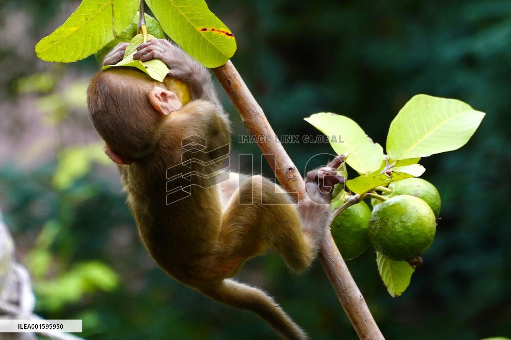 Monkeys In Residential area - India