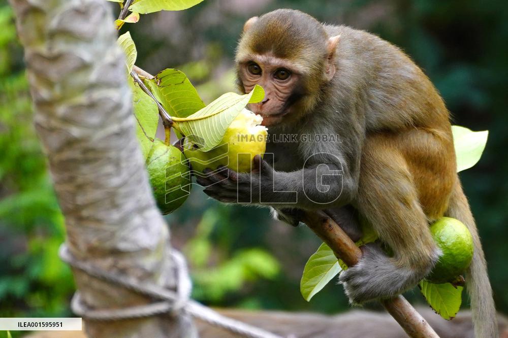 Monkeys In Residential area - India