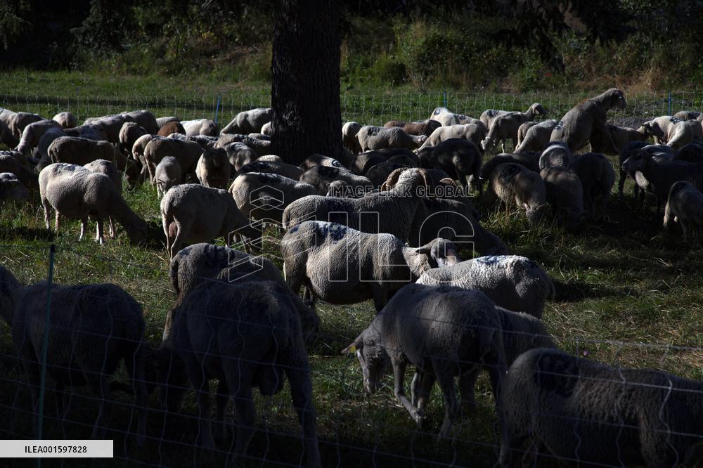 Transhumance Starts In Alpes-de-Haute-Provence - France