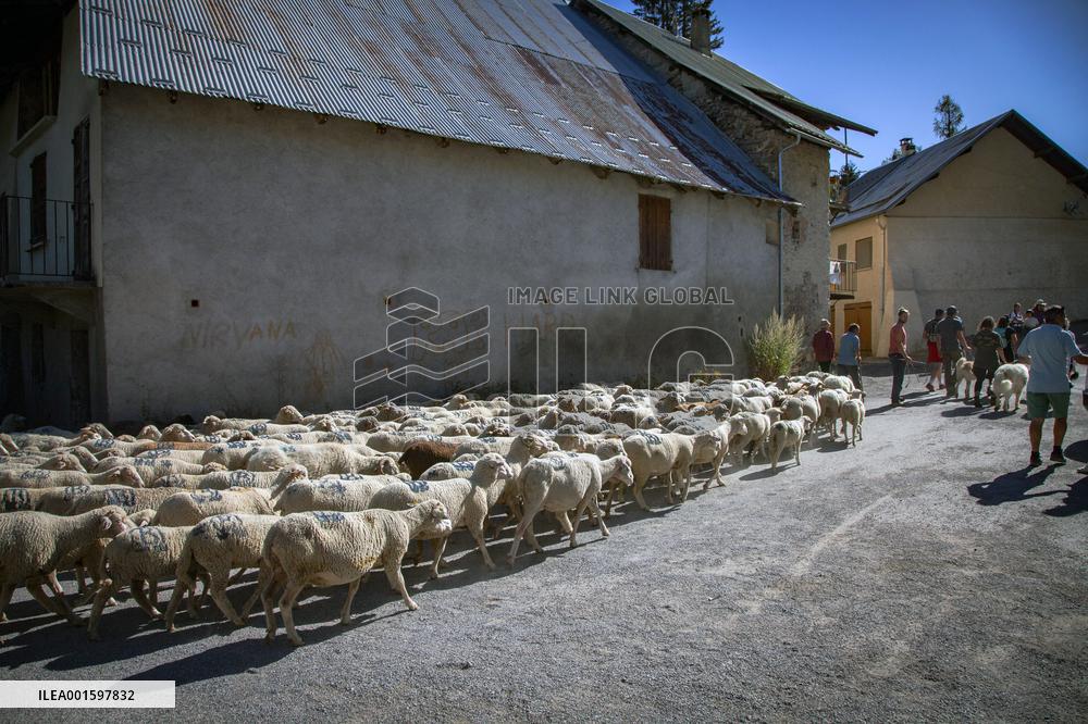 Transhumance Starts In Alpes-de-Haute-Provence - France