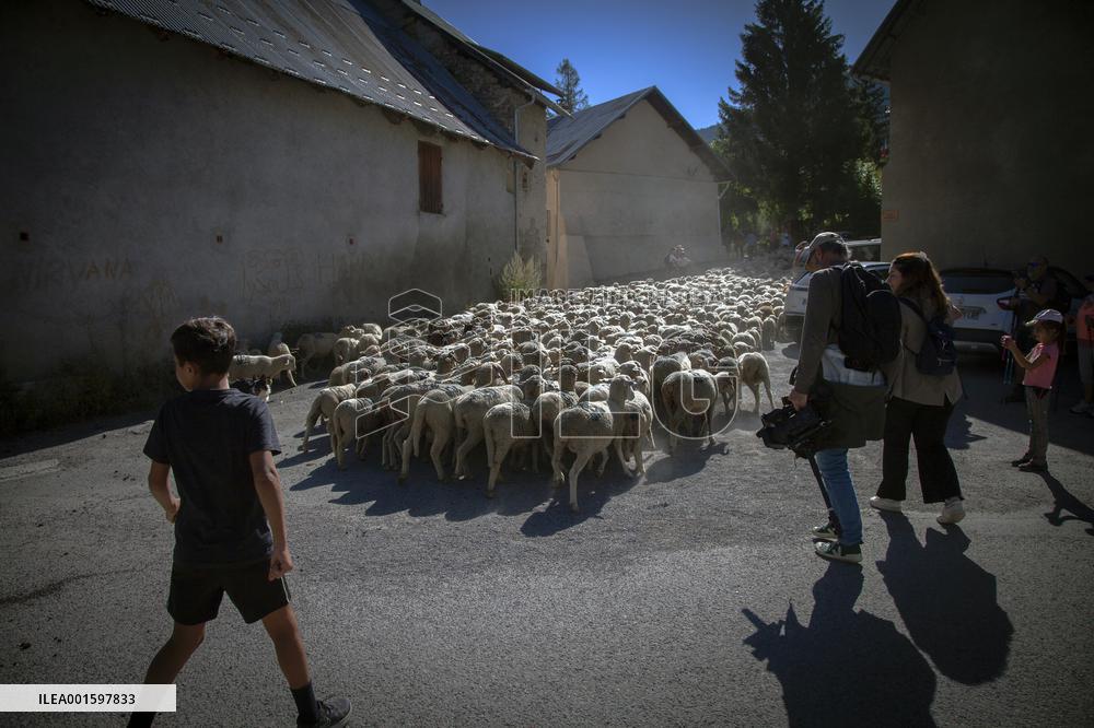 Transhumance Starts In Alpes-de-Haute-Provence - France