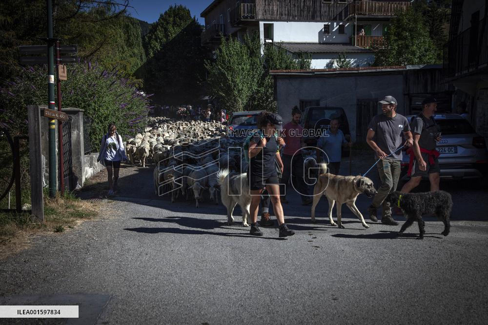 Transhumance Starts In Alpes-de-Haute-Provence - France