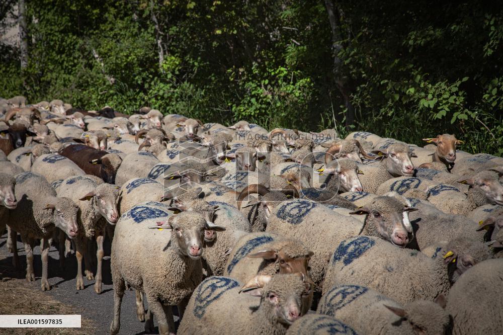 Transhumance Starts In Alpes-de-Haute-Provence - France