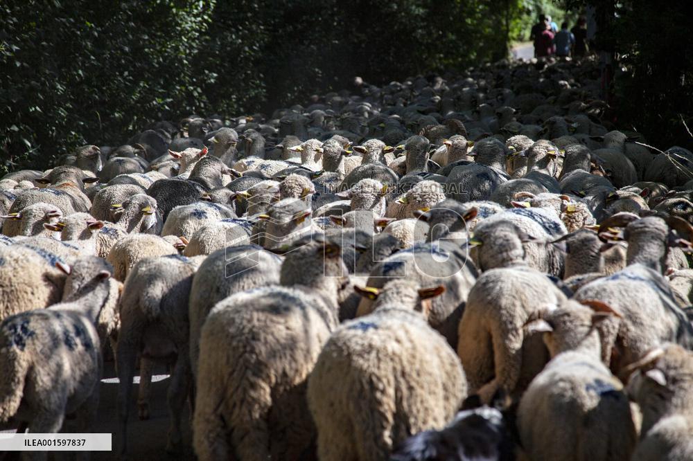 Transhumance Starts In Alpes-de-Haute-Provence - France
