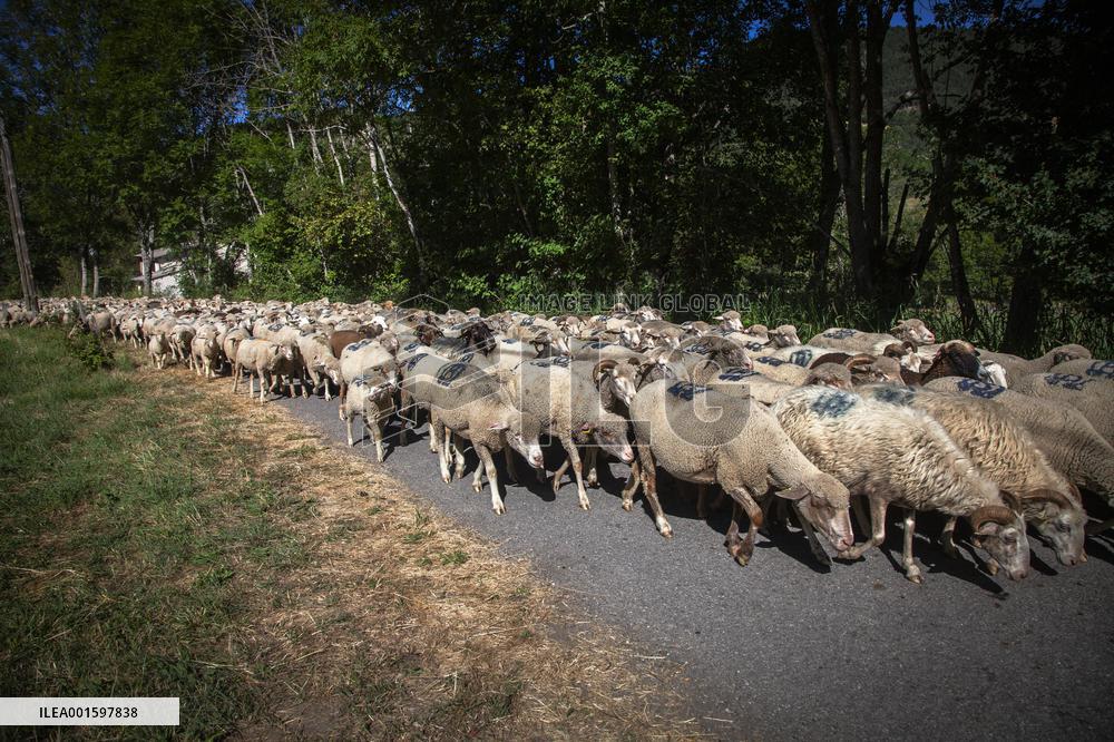 Transhumance Starts In Alpes-de-Haute-Provence - France