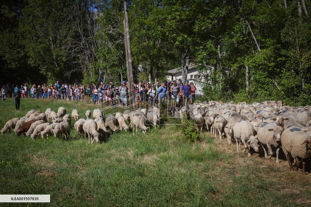Transhumance Starts In Alpes-de-Haute-Provence - France