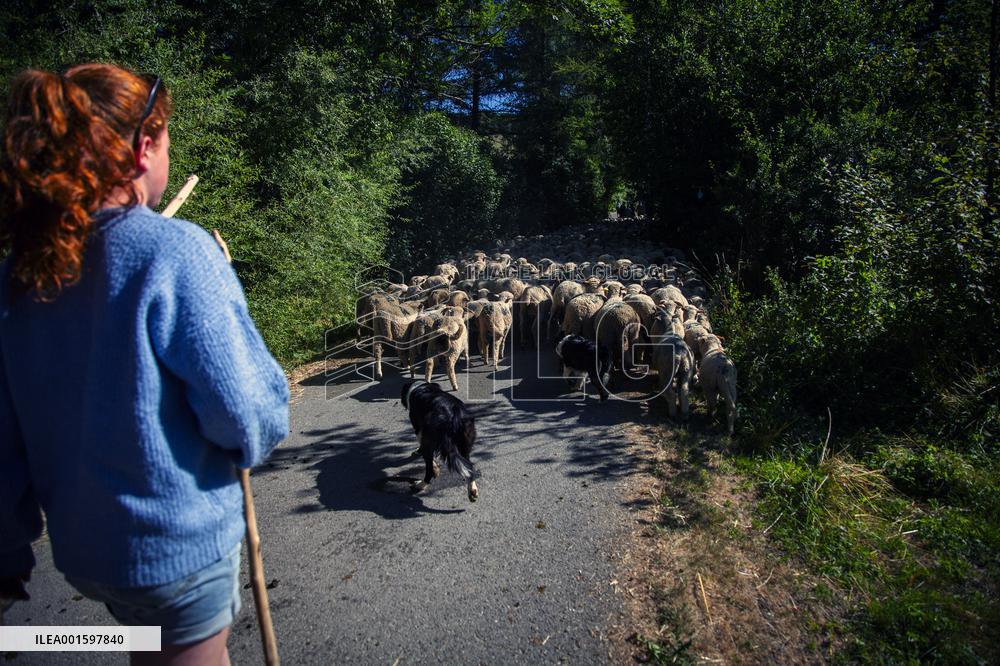 Transhumance Starts In Alpes-de-Haute-Provence - France