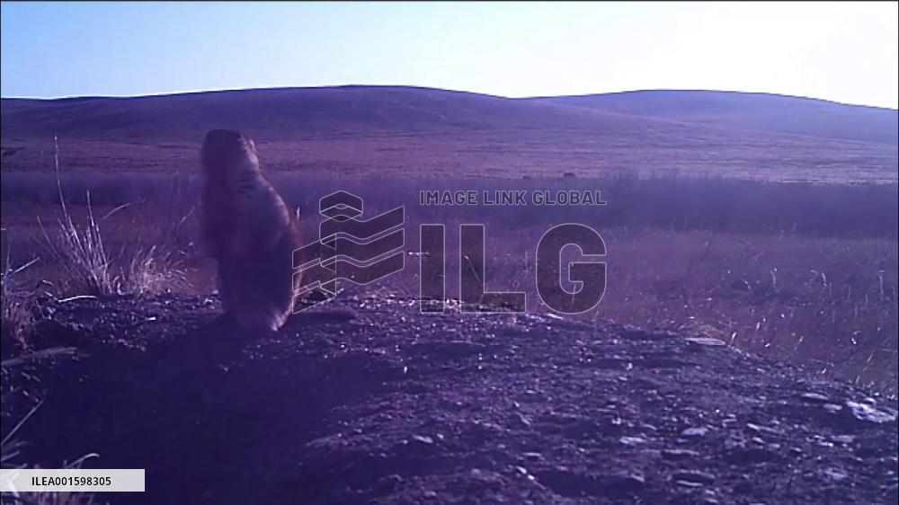 Bubonic plague case reported in Mongolian capital