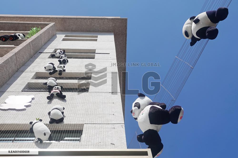 Plush Pandas Displayed On The Exterior Wall of A Hotel in Yantai