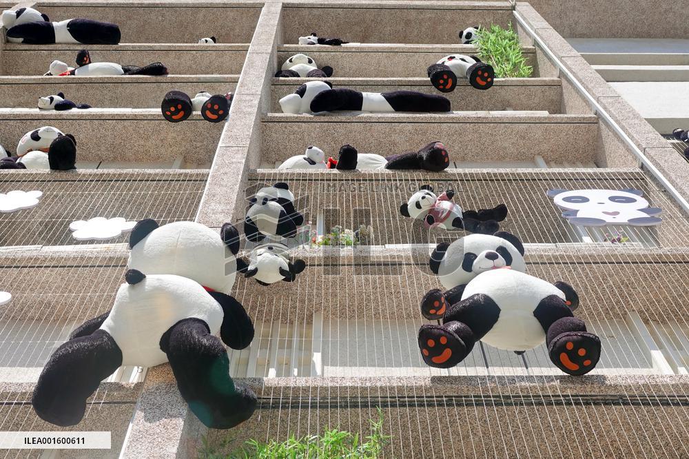 Plush Pandas Displayed On The Exterior Wall of A Hotel in Yantai