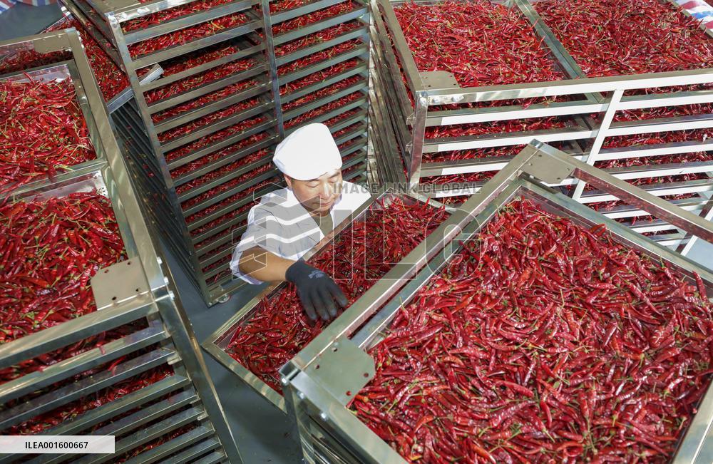 Pepper Planting Base in Anqing, China