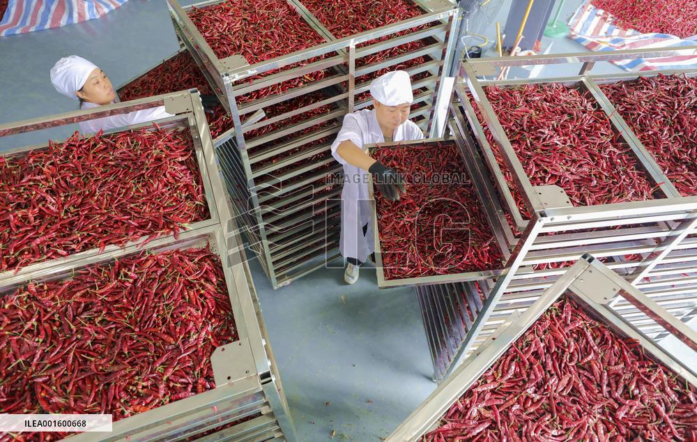 Pepper Planting Base in Anqing, China