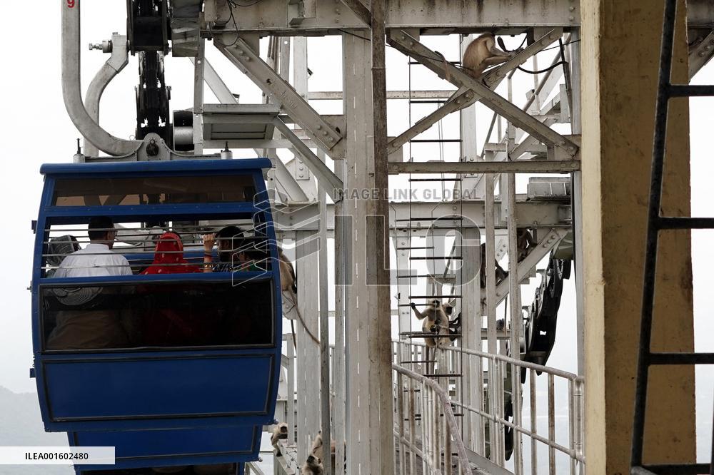 Monkeys Rest On Gondola Lift’s Pylons - Rajasthan
