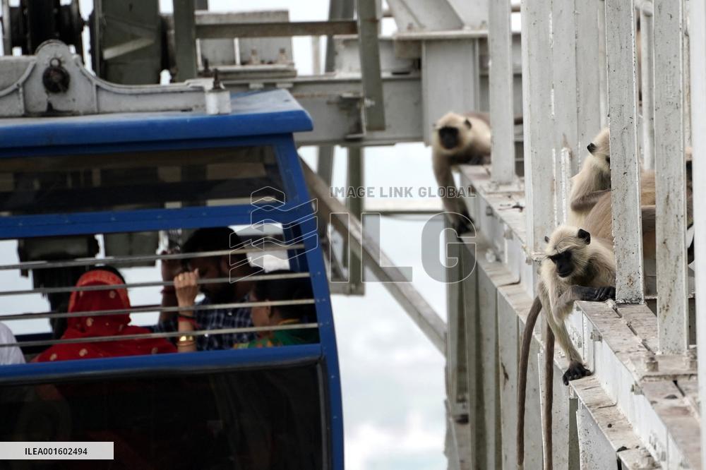 Monkeys Rest On Gondola Lift’s Pylons - Rajasthan
