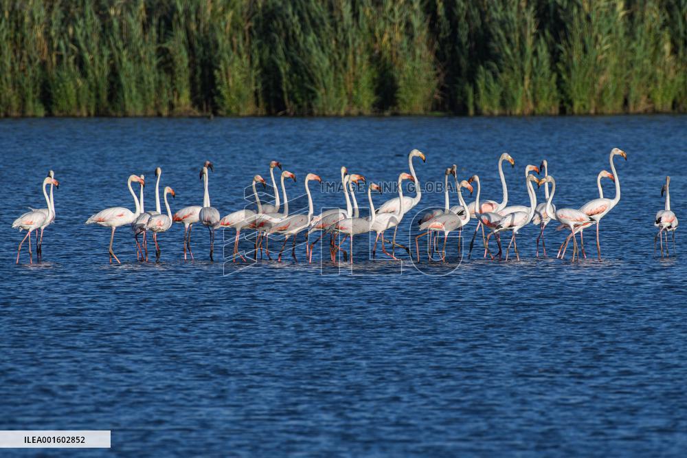 ISRAEL-HULA VALLEY-BIRDS