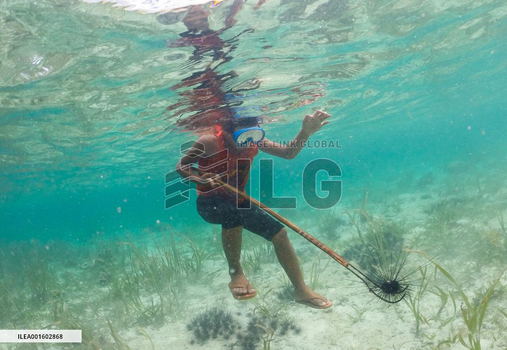 THE PHILIPPINES-BOHOL-SEA URCHINS-FISHING