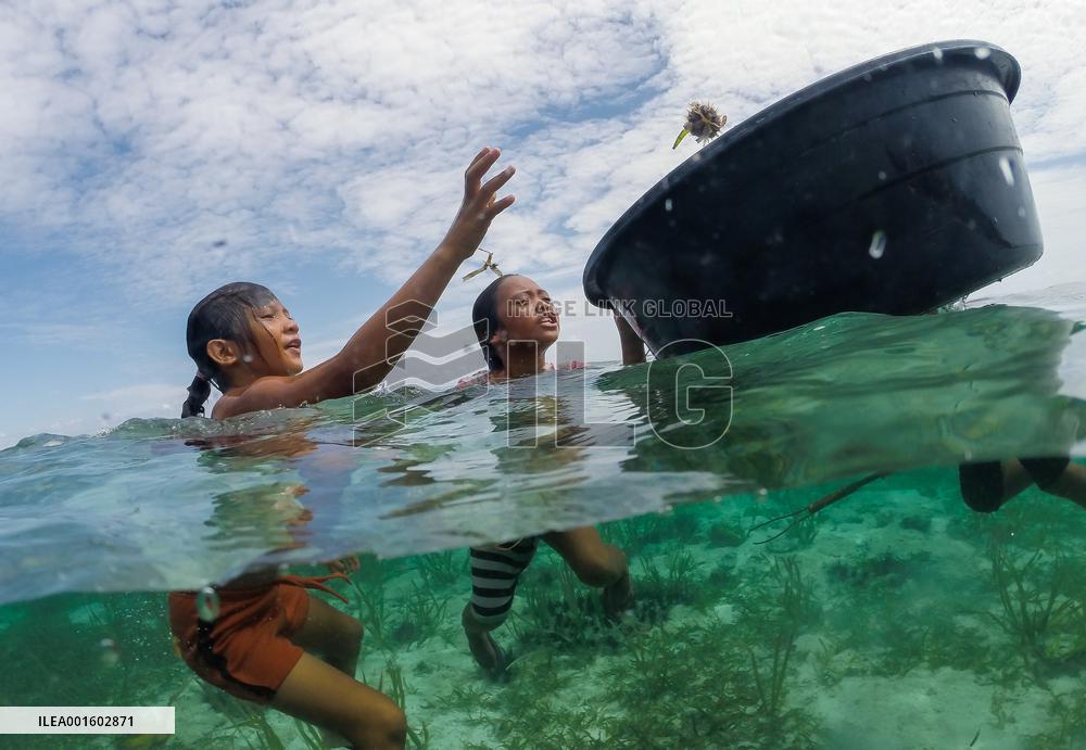 THE PHILIPPINES-BOHOL-SEA URCHINS-FISHING