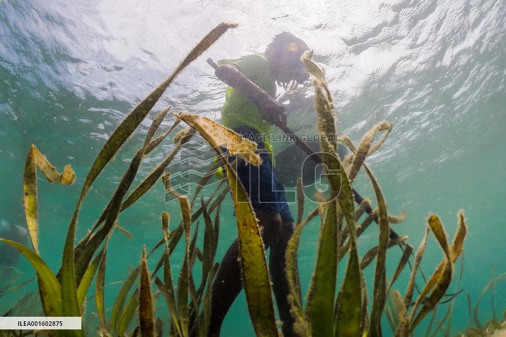 THE PHILIPPINES-BOHOL-SEA URCHINS-FISHING
