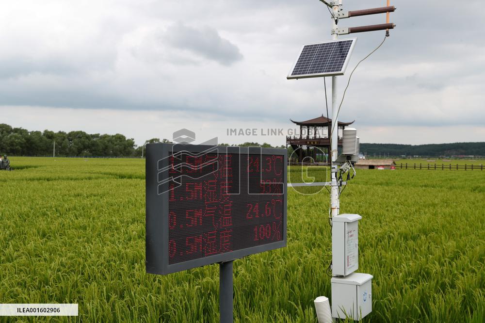 Xinhua Headlines: China's breadbasket province braces for another typhoon lashing
