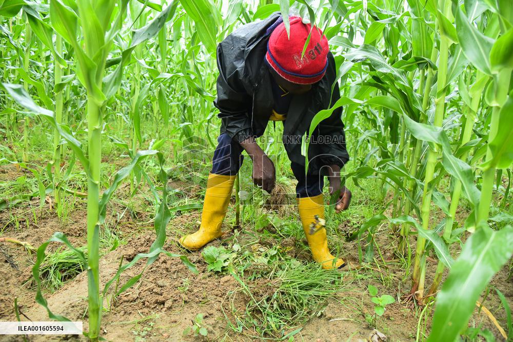 CAMEROON-ICRC-YOUNG FARMERS-SUPPORT