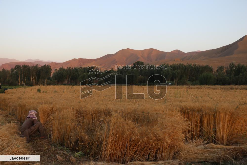 AFGHANISTAN-BAMYAN-WHEAT