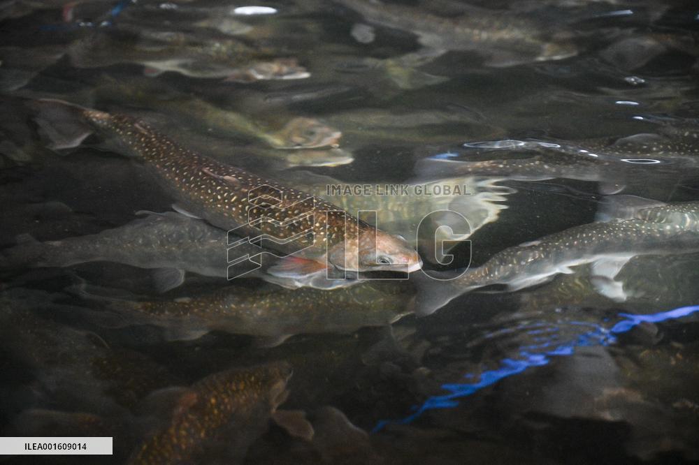 Fish Farm - Montreal