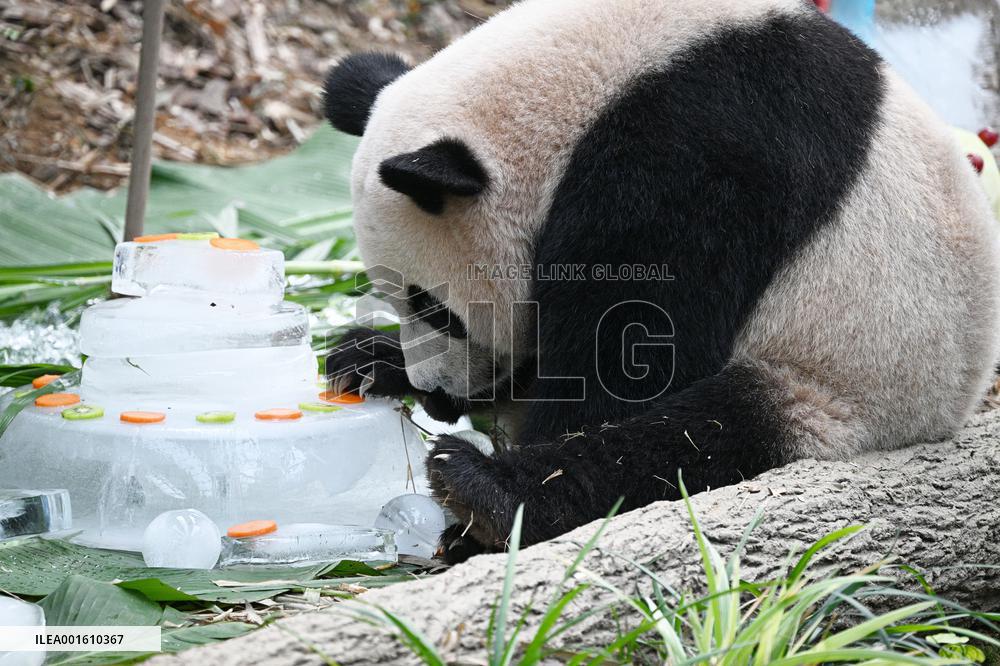 SINGAPORE-GIANT PANDA LE LE-BIRTHDAY