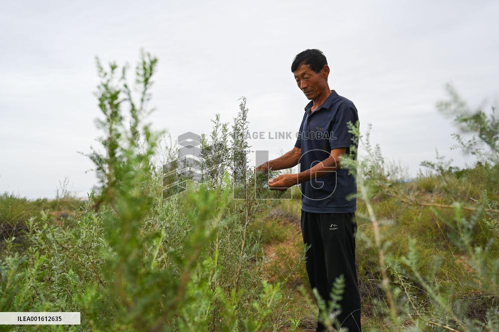 CHINA-INNER MONGOLIA-ORDOS-DESERT REFORESTATION (CN)