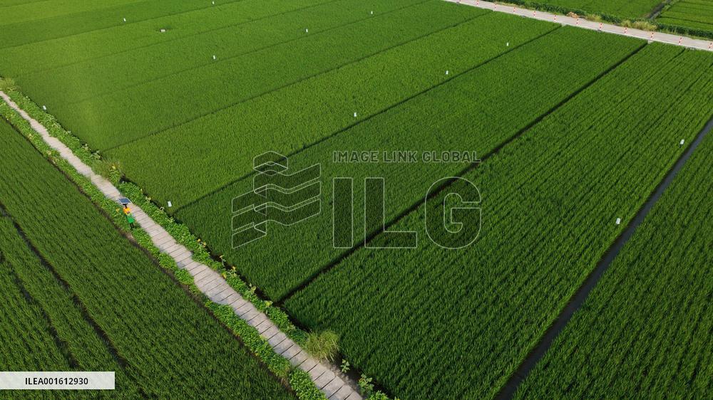 Rice Field Disease And Insect Control