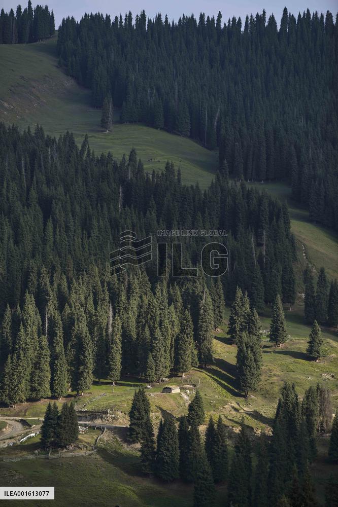 CHINA-XINJIANG-CHANGJI-ALPINE PASTURE (CN)