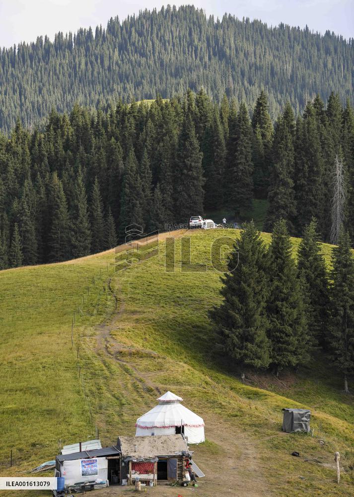 CHINA-XINJIANG-CHANGJI-ALPINE PASTURE (CN)