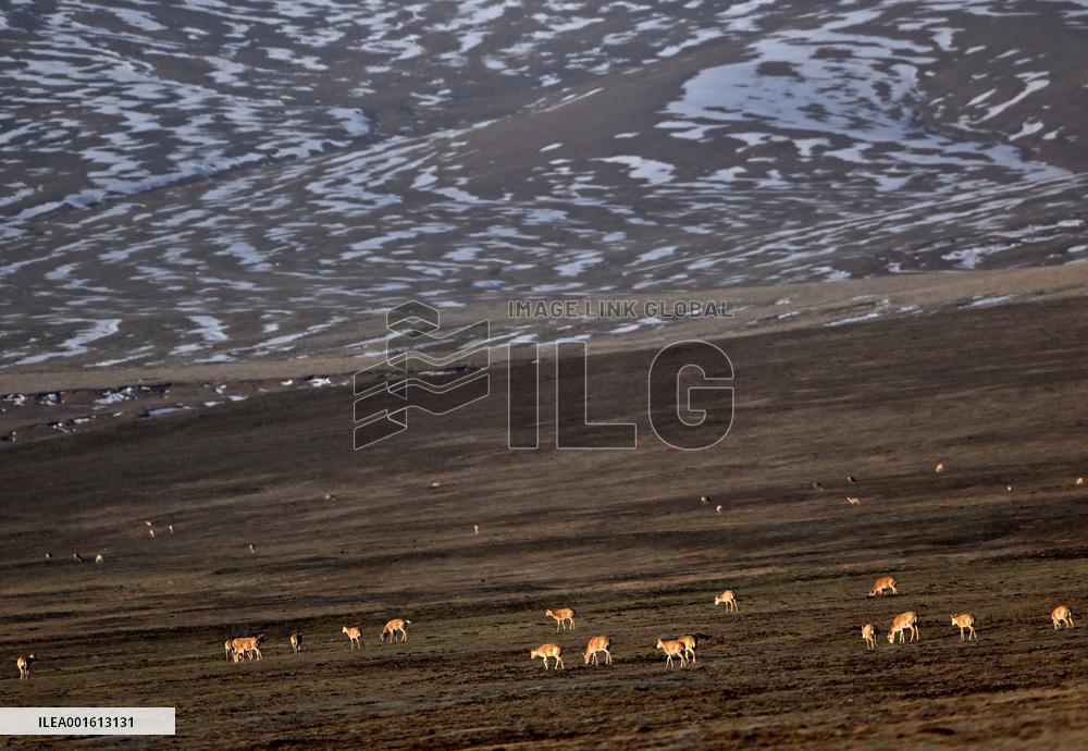 CHINA-QINGHAI-HOH XIL-TIBETAN ANTELOPES-GUARDIANS(CN)