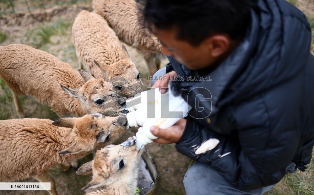 CHINA-QINGHAI-HOH XIL-TIBETAN ANTELOPES-GUARDIANS(CN)