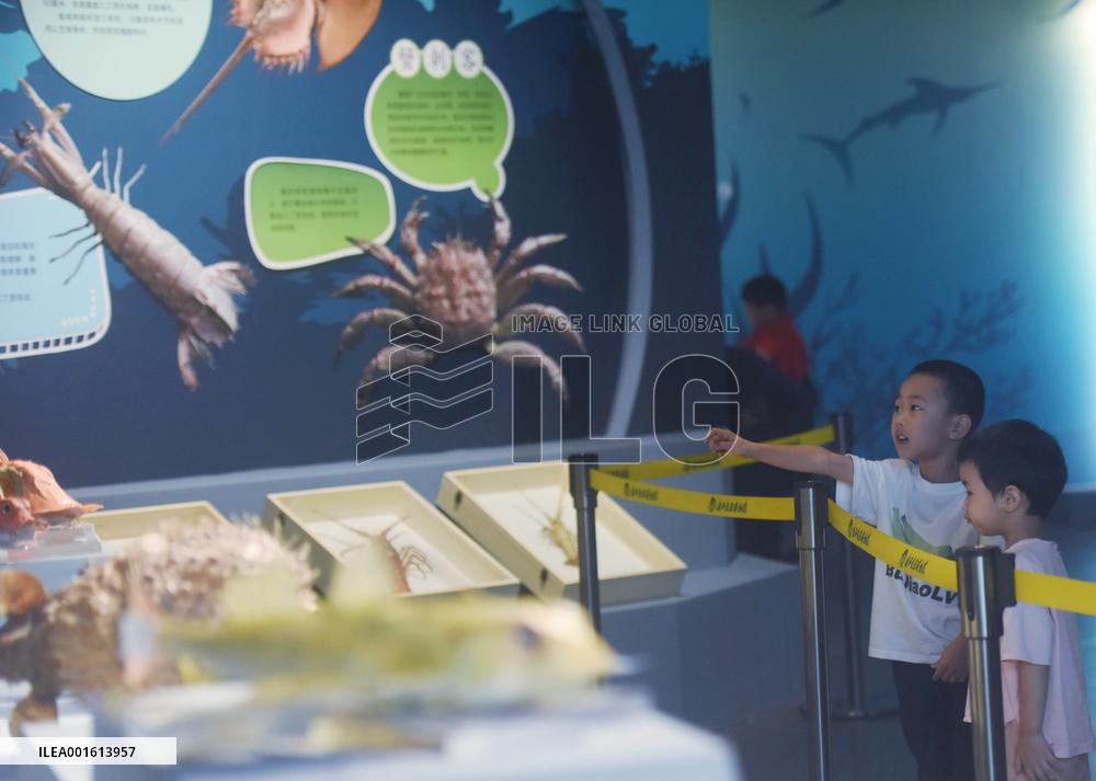 Marine Animal Specimen At The Nature Museum