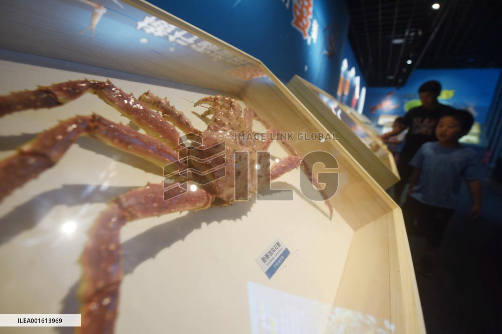 Marine Animal Specimen At The Nature Museum