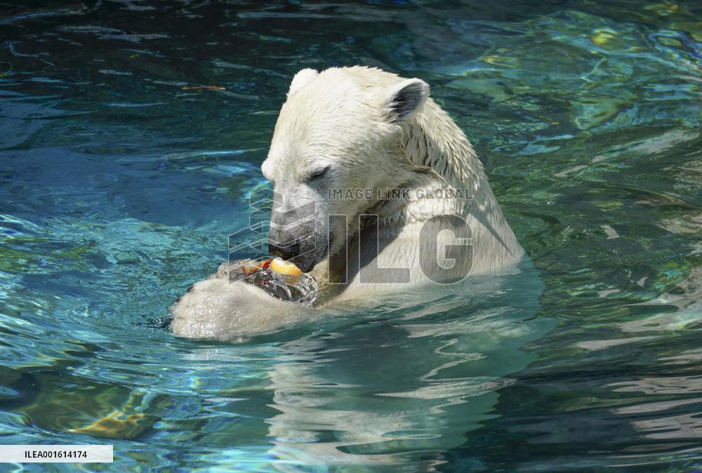 Polar bear at Osaka zoo cools off with ice