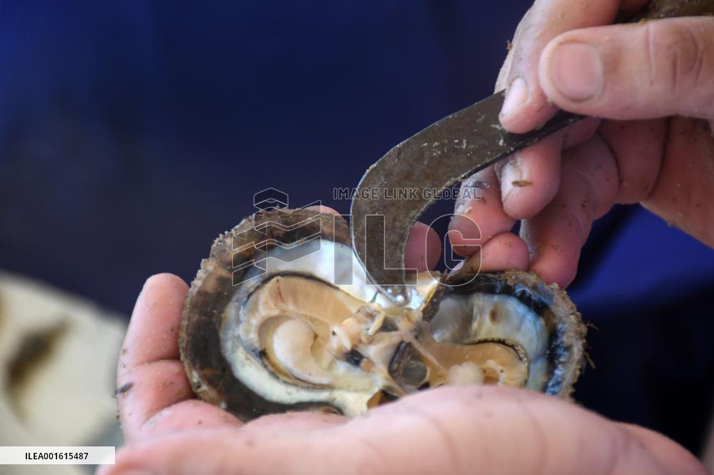 KUWAIT-AHMADI GOVERNORATE-PEARL DIVING FESTIVAL