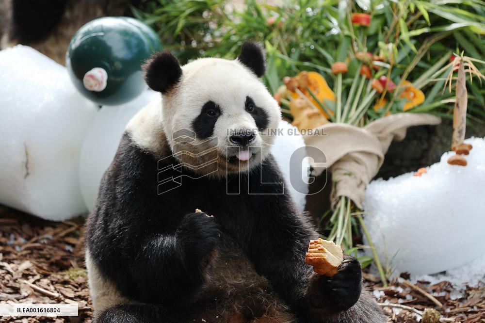 BELGIUM-BRUGELETTE-GIANT PANDA TWINS-BIRTHDAY
