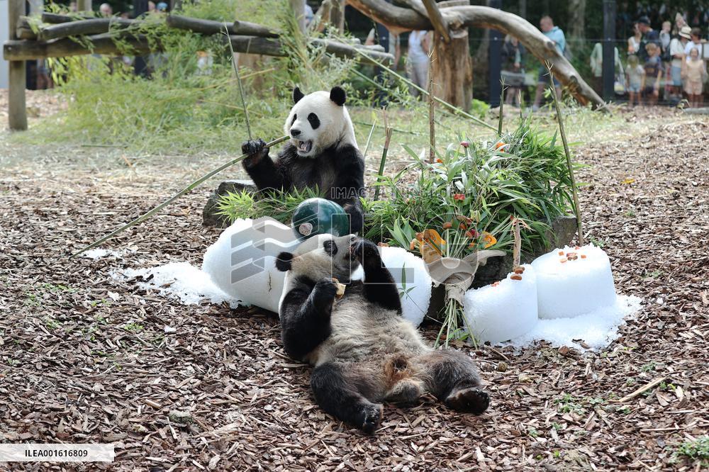 BELGIUM-BRUGELETTE-GIANT PANDA TWINS-BIRTHDAY