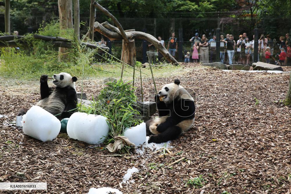 BELGIUM-BRUGELETTE-GIANT PANDA TWINS-BIRTHDAY