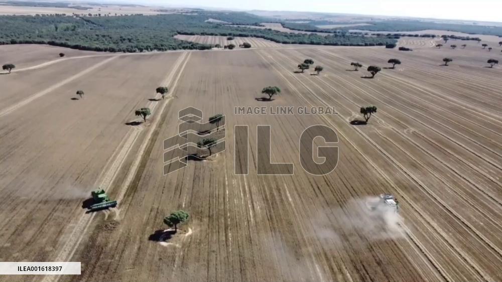 Droughts threaten cereal production in Spain: expert