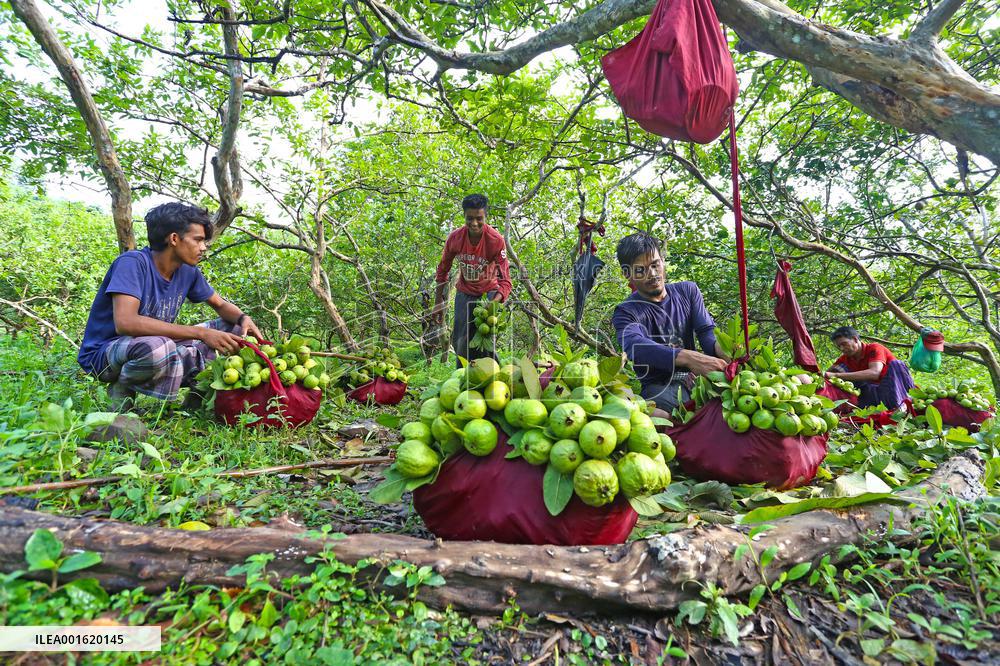 BANGLADESH-CHATTOGRAM-GUAVA-FARMING
