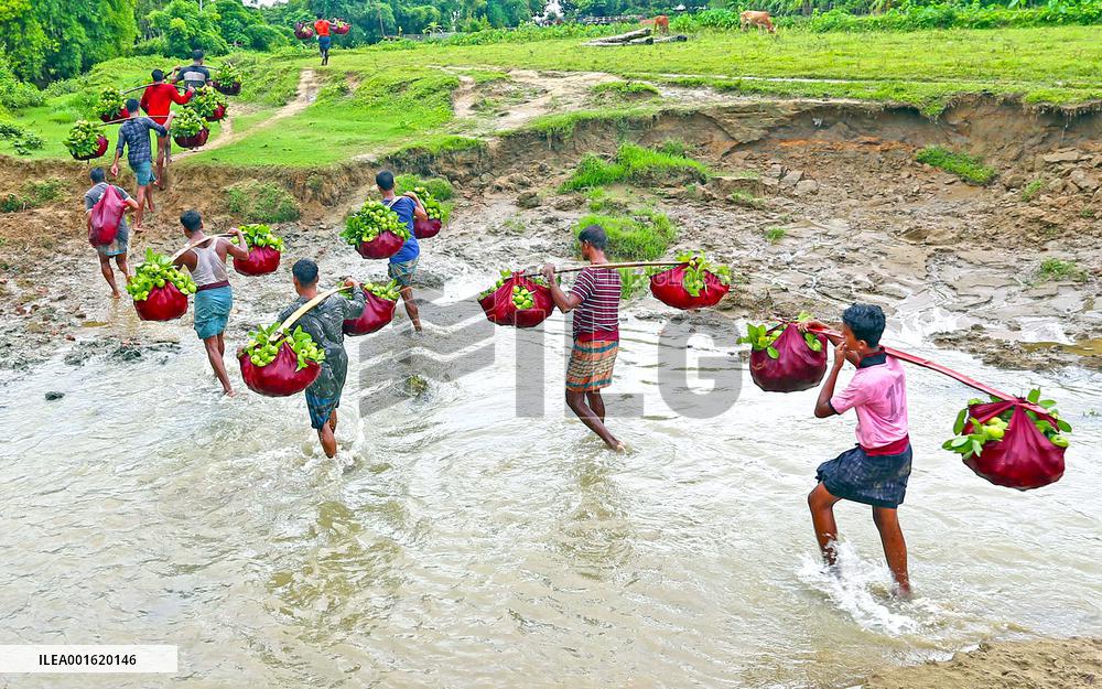 BANGLADESH-CHATTOGRAM-GUAVA-FARMING