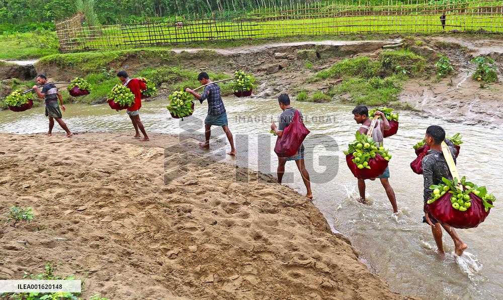 BANGLADESH-CHATTOGRAM-GUAVA-FARMING