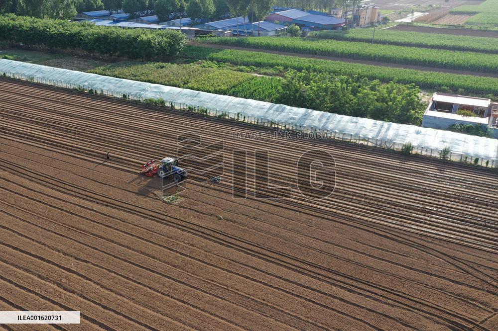 CHINA-HEBEI-ZHUOZHOU-FLOOD-AGRICULTURE (CN)