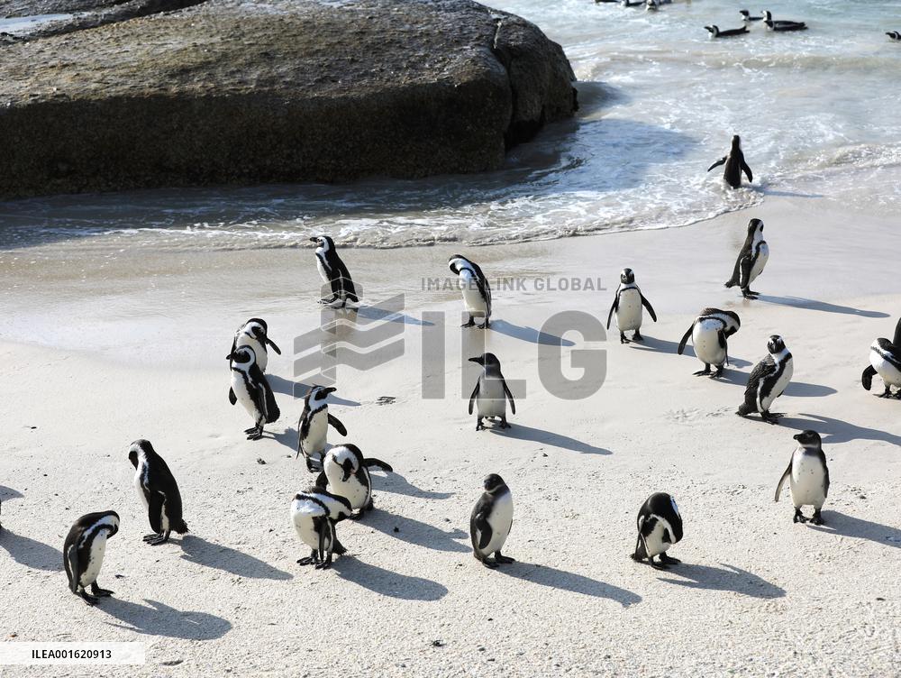 SOUTH AFRICA-SIMON'S TOWN-AFRICAN PENGUIN