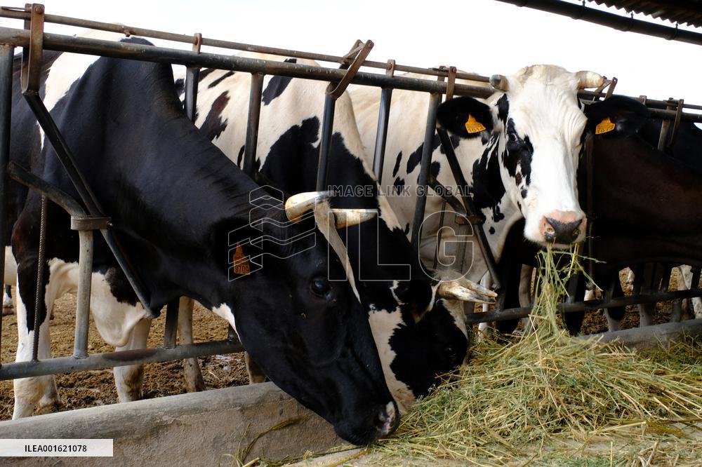 Mahon Cheese Making - Menorca