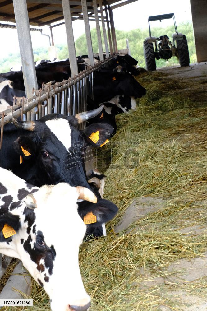 Mahon Cheese Making - Menorca