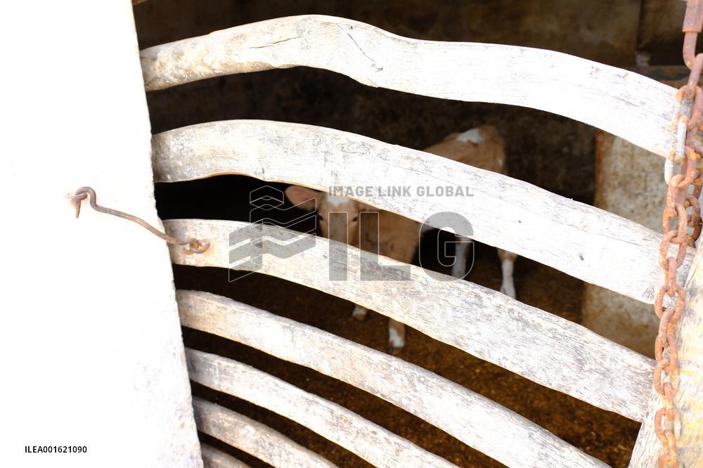 Mahon Cheese Making - Menorca