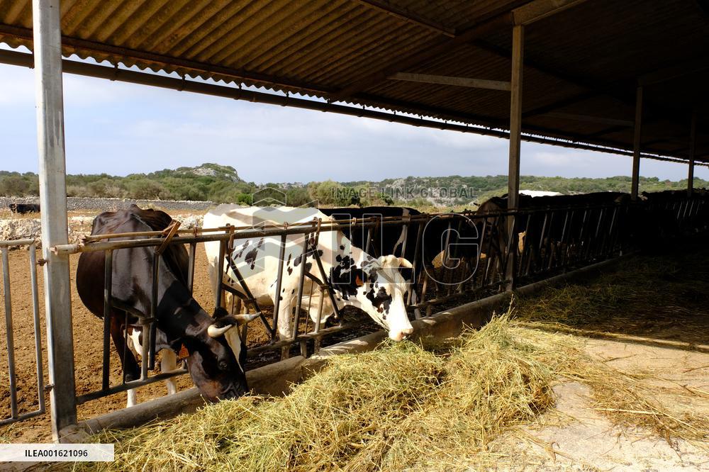 Mahon Cheese Making - Menorca